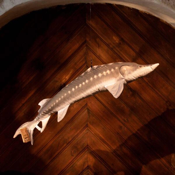 Large Plush Toy The European Sturgeon