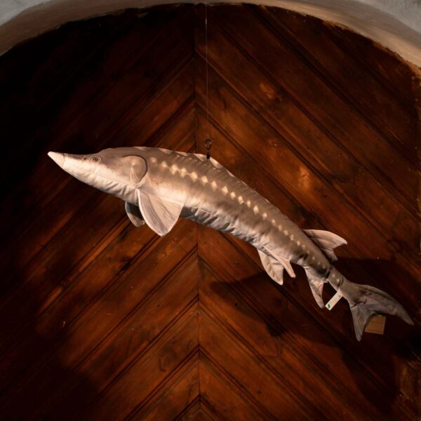 Large Plush Toy The European Sturgeon - Image 2