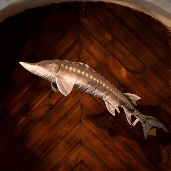 Large Plush Toy The European Sturgeon - Image 2